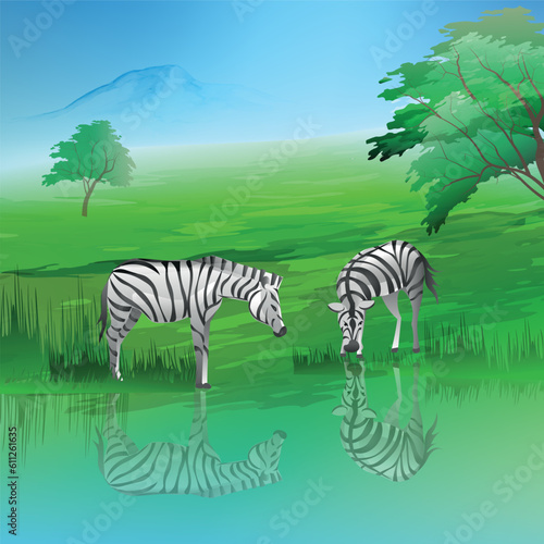 Zebras in wildlife vector illustration. Zebras are drinking at the stream.Savanah nature view.  