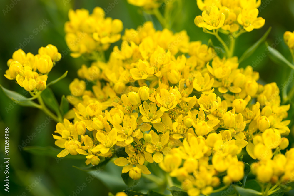 Euphorbia virgata, known as leaf spurge or wolf's milk. is a species of milkweed native to Europe and Asia and introduced to North America Euphorbia virgata, known as leaf spurge or wolf's milk. is a species of milkweed native to Europe and Asia and introduced to North America