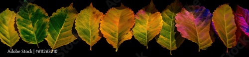 A layer of colorful leaves arranged in different colors. Generative AI