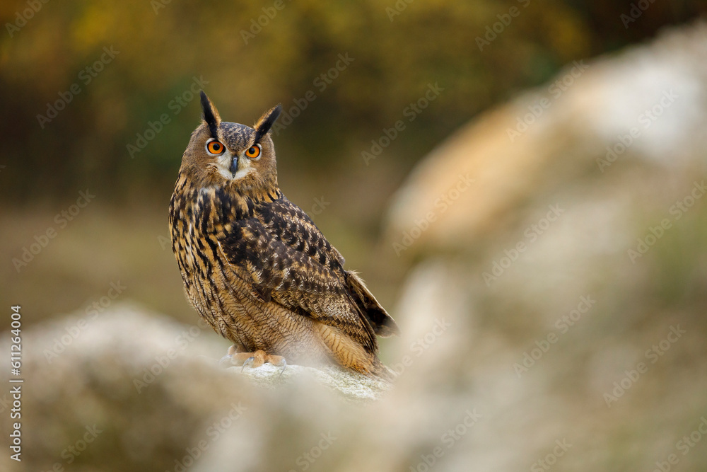 Fototapeta premium Majestic owl. Eagle owl, Bubo bubo, perched on rock in colorful autumn forest. Beautiful large owl with orange eyes. Bird of prey in natural habitat. Wildlife nature. Mountains area. Mixed forest.