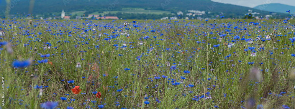 field of flowers in spring time field of flowers in spring time