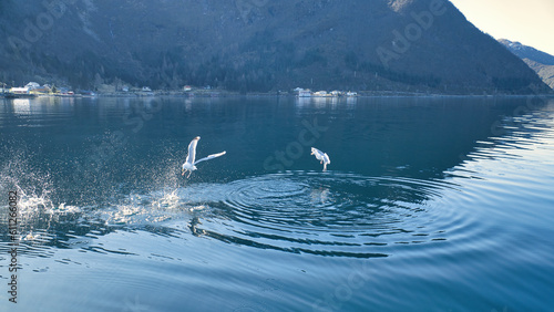 Seagulls takes off in the fjord. Water drops splash in dynamic movement of sea bird.
