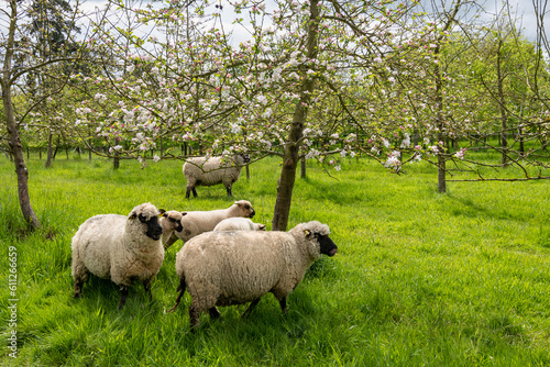 Agroforesterie, élevage de moutons dans un verger de pommiers. Race Shropshire, adaptée au pâturage des vergers qui ne s'attaque pas aux écorces des arbres