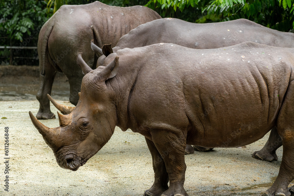 A white rhino, rhinoceros grazing in an open field in South Africa