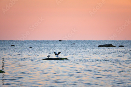 Goosander sitting on a stone lying in the Baltic Sea at sunset with pastel colors