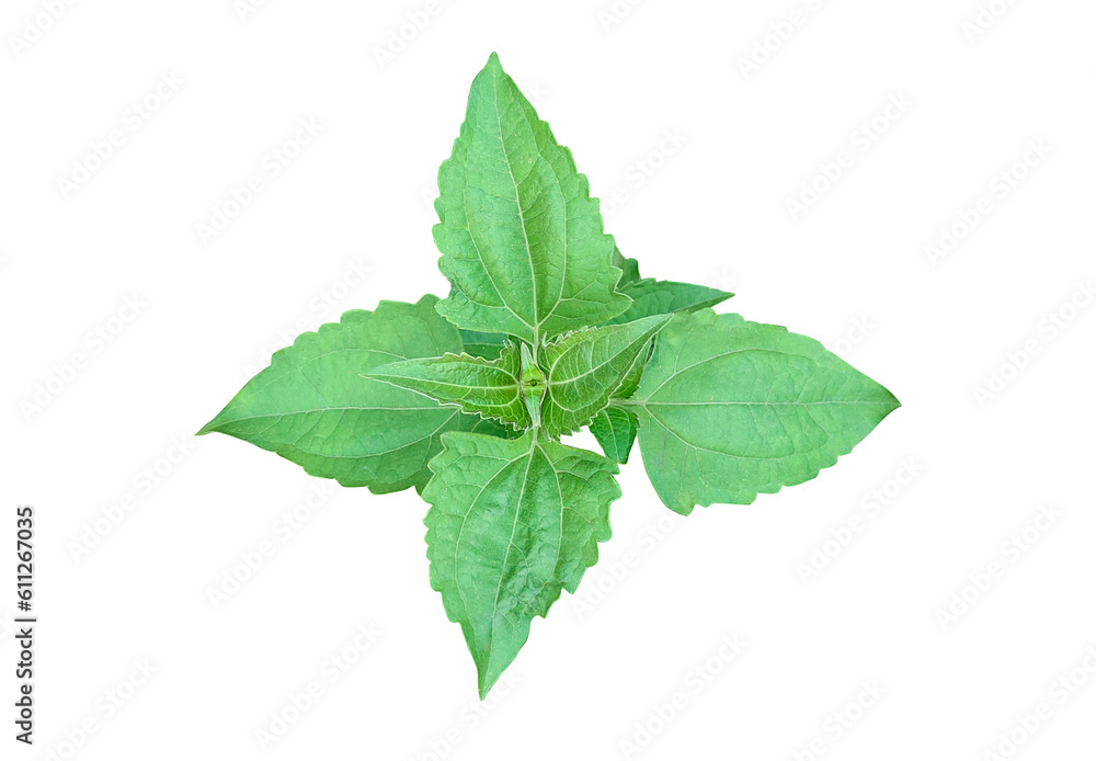 mint leaves isolated on white background mint leaves isolated on white background