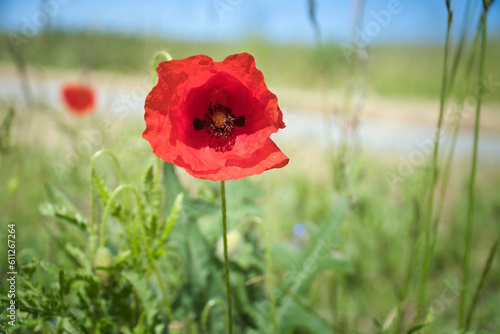 Poppy flower in cornfield. Red petals in green field. Agriculture on the roadside.