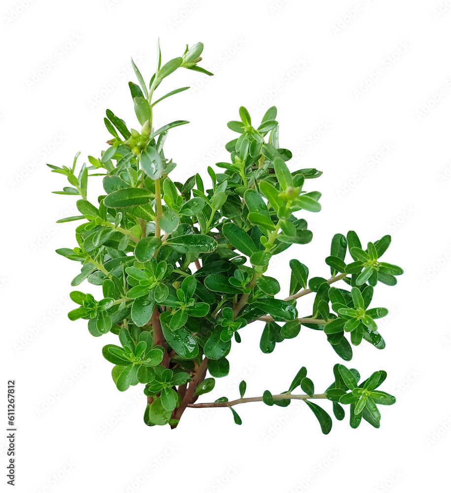 green grass leaf tree branch png fgreen background margosa ocimum oleifera green branch ornament