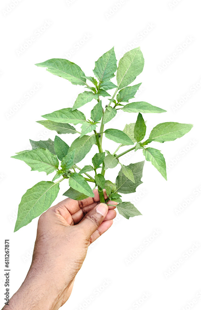 hand holding a plant, a hand hold a tree branch with green leaf on png transparent background nature plant hand holding a plant, a hand hold a tree branch with green leaf on png transparent background nature plant