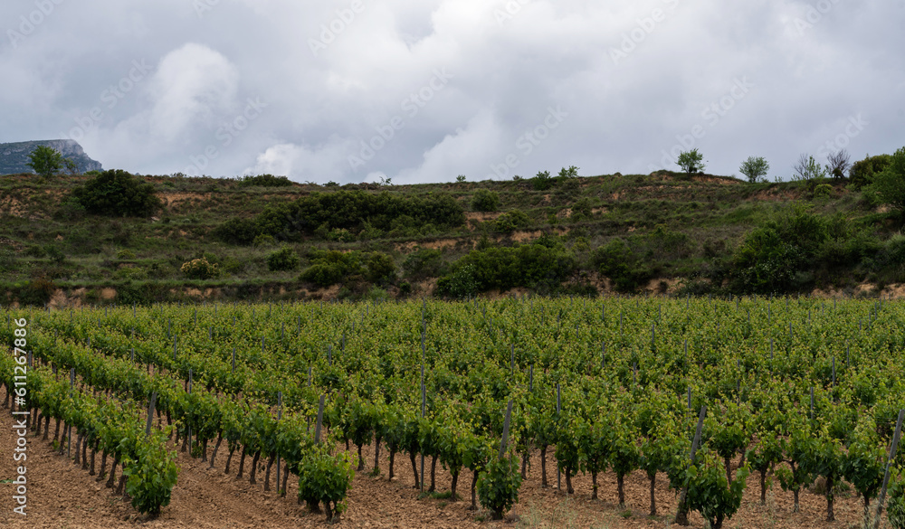 View of a vineyard with ripe grapes in a mediterranean country.