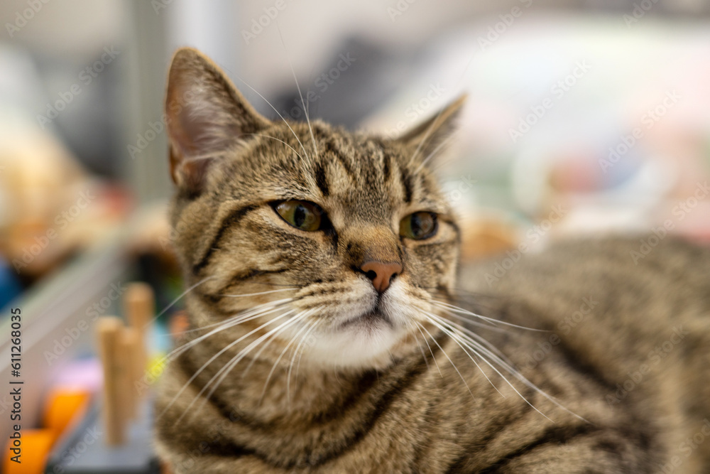 tabby cat sitting walking in litter box with silica gel an pee.angry upset kitty domestic pet sleeping in box.close up paws bathroom interior tiles tabby cat sitting walking in litter box with silica gel an pee.angry upset kitty domestic pet sleeping in box.close up paws bathroom interior tiles