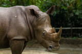 A closeup shot of a white rhinoceros or square-lipped rhino Ceratotherium simum head while playing in a park in singapore