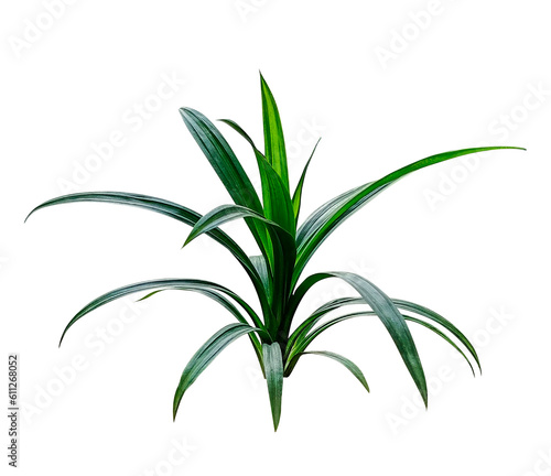 plant isolated on white, palm tree leaf tree branch png flower pink green nature plant foliage eco tropical rain