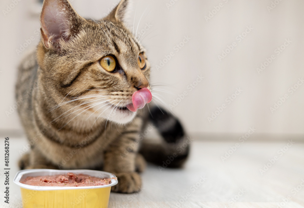 portrait of tabby cat female kitty eating wet food from aluminum container on floor kitchen tiles background top or side view.hungry kitty licking muzzle,feeling pleasure from food.grooming mouth - obrazy, fototapety, plakaty 