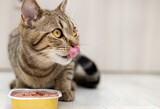 portrait of tabby cat female kitty eating wet food from aluminum container on floor kitchen tiles background top or side view.hungry kitty licking muzzle,feeling pleasure from food.grooming mouth