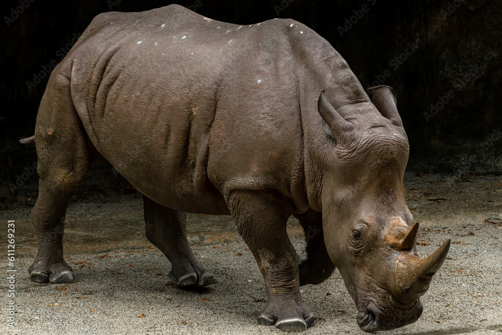 Rhino in Singapore Zoo. The zoo attracts about 1.6 million visitors each year. Rhino in Singapore Zoo. The zoo attracts about 1.6 million visitors each year.