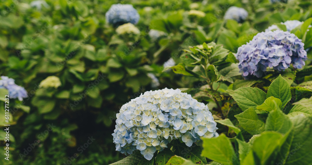 Blue, lilac Hydrangea flower blooms in summer in the garden. Beautiful natural hydrangea bush. Blue, lilac Hydrangea flower blooms in summer in the garden. Beautiful natural hydrangea bush.