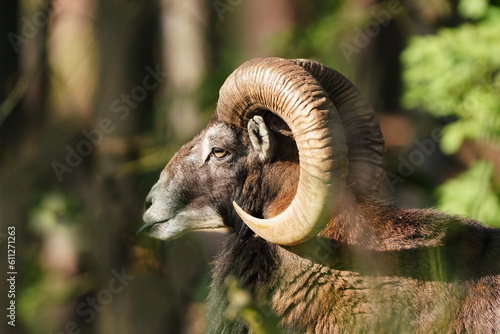 Mouflon, Ovis musimon, forest horned animal in the nature habitat. Closeup portrait of mammal with big horn, Czech Republic
