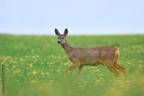 A doe walks through a spring meadow in bloom. Capreolus capreolus. Wildlife scene with a roe deer. 