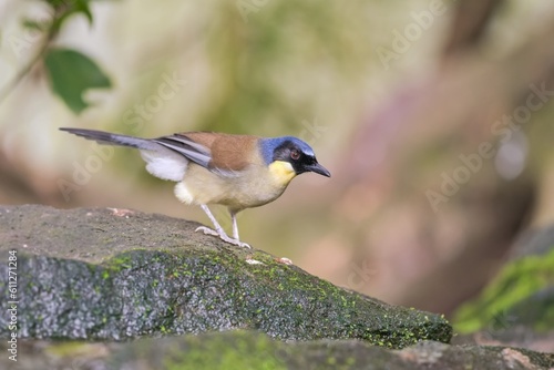 Blue-crowned laughing thrush or Courtois's laughingbird, Garrulax Dryonastes courtoisi. Blue, yellow and black songbird sitting on the rock with green background, China. Rare bird in nature habitat.