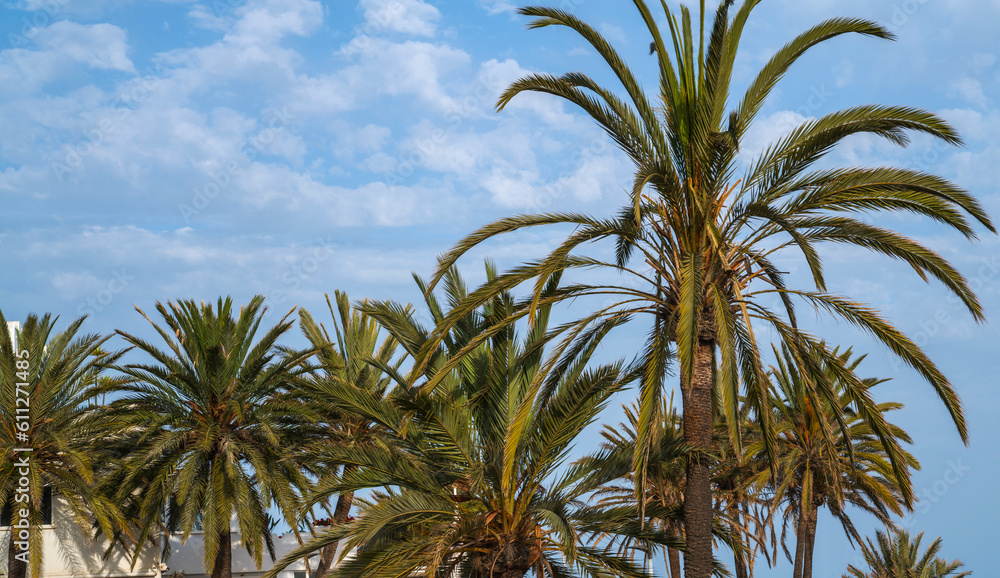 Obraz premium Palm trees against blue sky. Palm trees at tropical coast, coconut tree, summer tree. Coconut palms, beautiful tropical background.