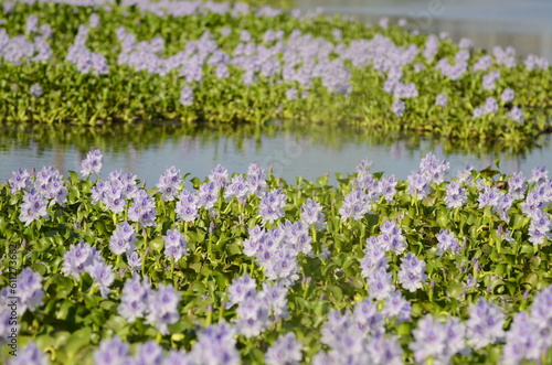 Water hyacinth flowers (lat. Eichhórnia crássipes) in a pond, The lake is overgrown with purple flowers. photo