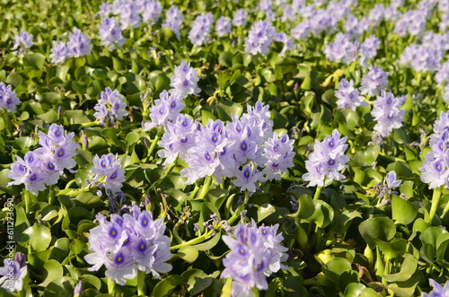 Water hyacinth flowers  lat. Eichh  rnia cr  ssipes  in a pond  The lake is overgrown with purple flowers.