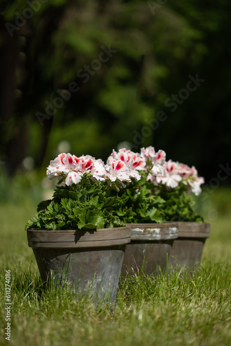 pelargonia angielska w doniczce,kompozycja kwiatowa, Pelargonium