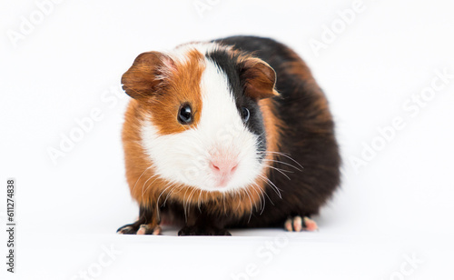 cute guinea pig on white background