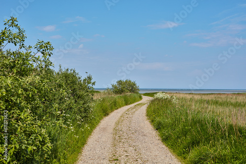 Dirt road  path and green grass in the countryside for travel  agriculture or natural environment. Landscape of lush plant growth  greenery or farm highway with blue sky for sustainability in nature
