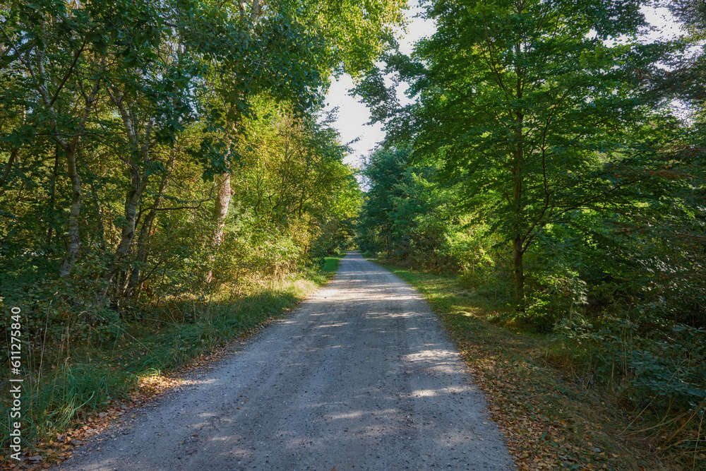 Road, trees and path in nature forest with greenery and autumn leaves in the outdoor countryside. Landscape view of dirt street or asphalt with natural green tree row on sidewalk of rural environment