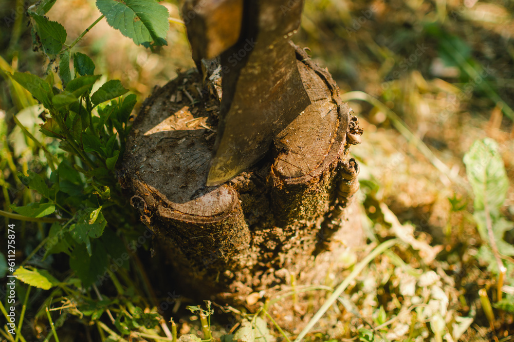 Axe cut in the chopping stump on a green grass. Lumber jacks wood cutting work tool.