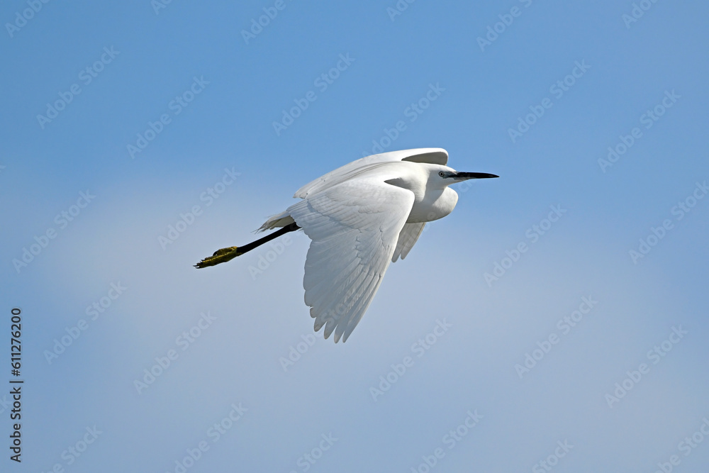 Fototapeta premium Little egret // Seidenreiher (Egretta garzetta) - Axios Delta, Greece