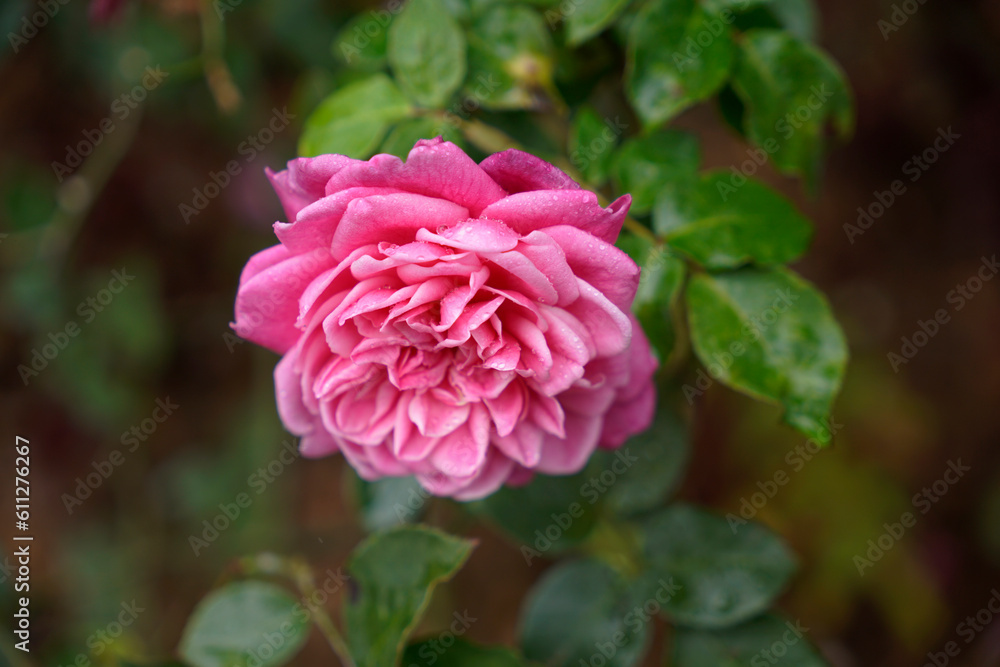 Beautiful fresh pink fully bloomed garden rose in background of green leaves