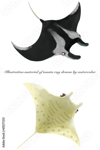 水彩で描いたマンタのイラストセット／Illustration set of manta rays painted by watercolor
