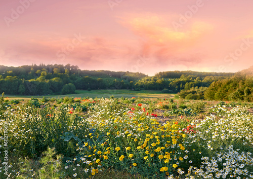 Nature, flowers and field in countryside, sunset and outdoor landscape mockup space. Plants, grass and natural land in spring with vegetation, trees or sunflowers, daisies and environment in Denmark.