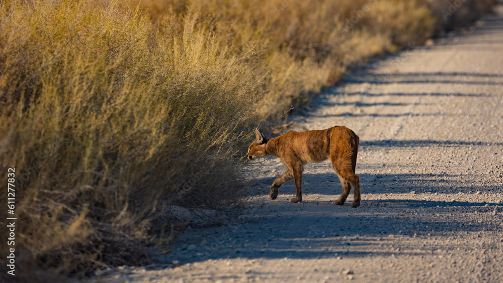a caracal crossing the gravel road a caracal crossing the gravel road