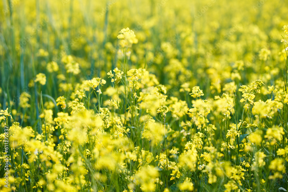 Background of yellow rapeseed or canola flowers. Canola field, blooming canola flowers close-up. Bright yellow rapeseed oil. blooming rapeseed Background of yellow rapeseed or canola flowers. Canola field, blooming canola flowers close-up. Bright yellow rapeseed oil. blooming rapeseed