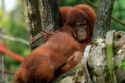 Orangutan sitting on platform, looking to the left, thinking