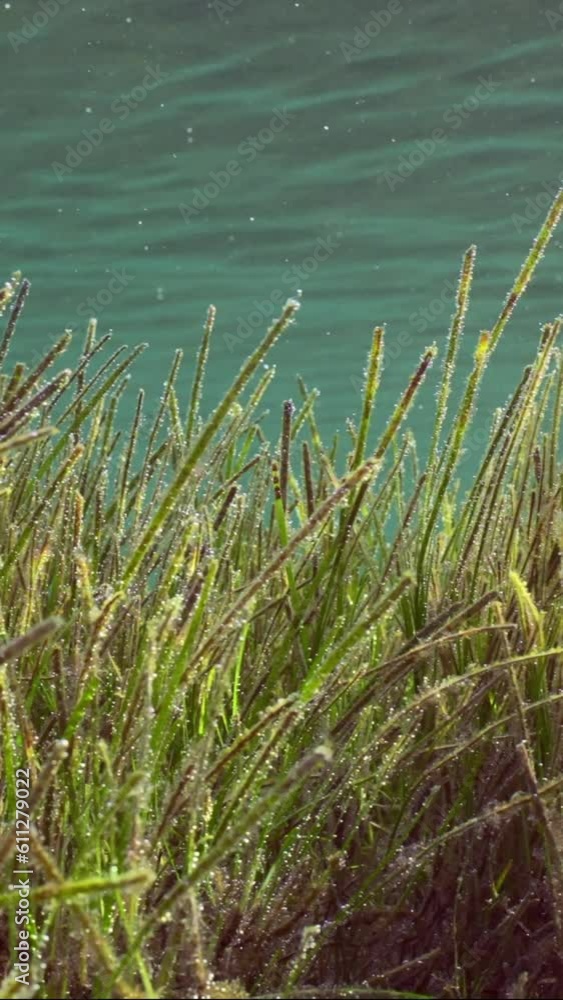 Vertical video, Panorama of a thickets of green Narrowleaf Seagrass (Halodule uninervis) under surface of water on shallow water on sunny day under bright sunbeams, close-up, slow motion Vertical video, Panorama of a thickets of green Narrowleaf Seagrass (Halodule uninervis) under surface of water on shallow water on sunny day under bright sunbeams, close-up, slow motion