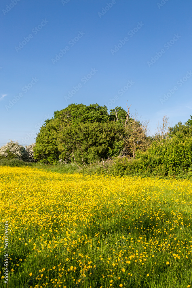 An abundance of buttercups growing in a meadow on a sunny late spring day