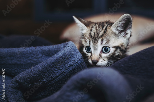 Portrait d'un adorable petit chaton rayé tigré aux yeux bleus © PicsArt