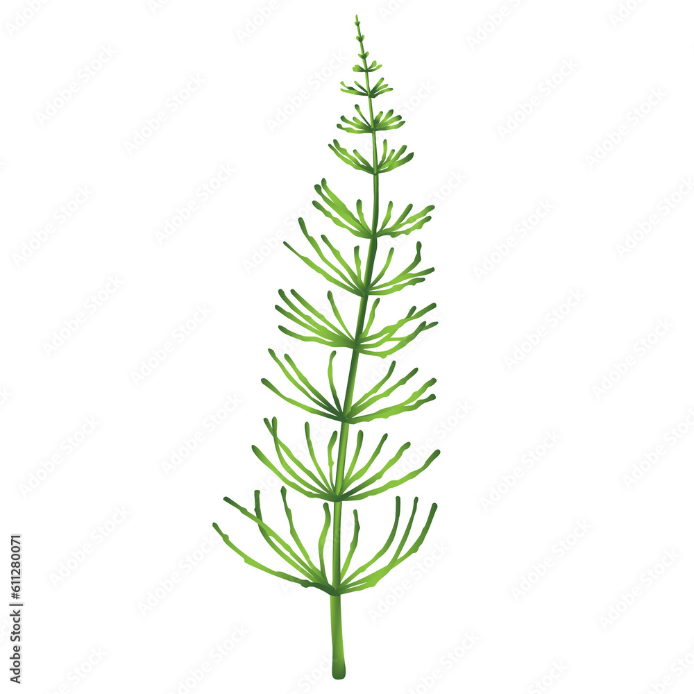 Horsetail plant isolated Horsetail plant isolated