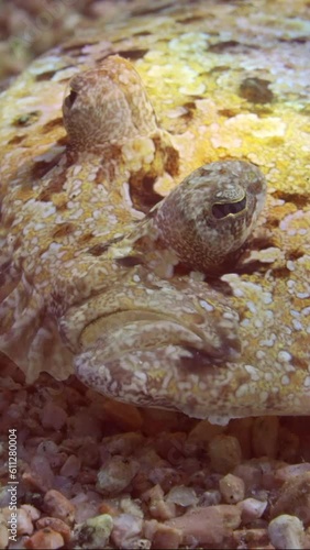 Vertical video, Extreme close-up portrait of Leopard flounder or Panther flounder (Bothus pantherinus) swims over sandy bottom on bright sun light, Top view, Slow motion photo