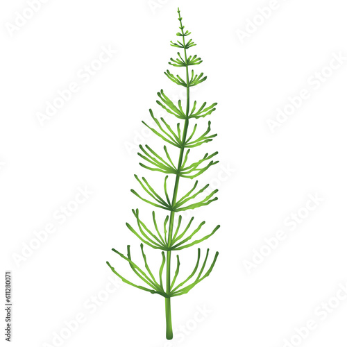 Horsetail plant isolated