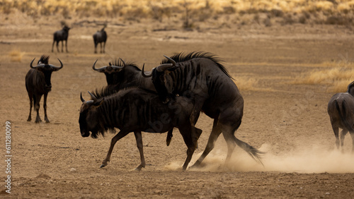 mating blue wildebeest kicking up dust