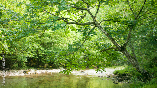 Fototapeta Naklejka Na Ścianę i Meble -  Hojas verdes en copas de árboles en bosque de Asturias en primavera