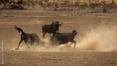 fighting blue wildebeest kicking up dust