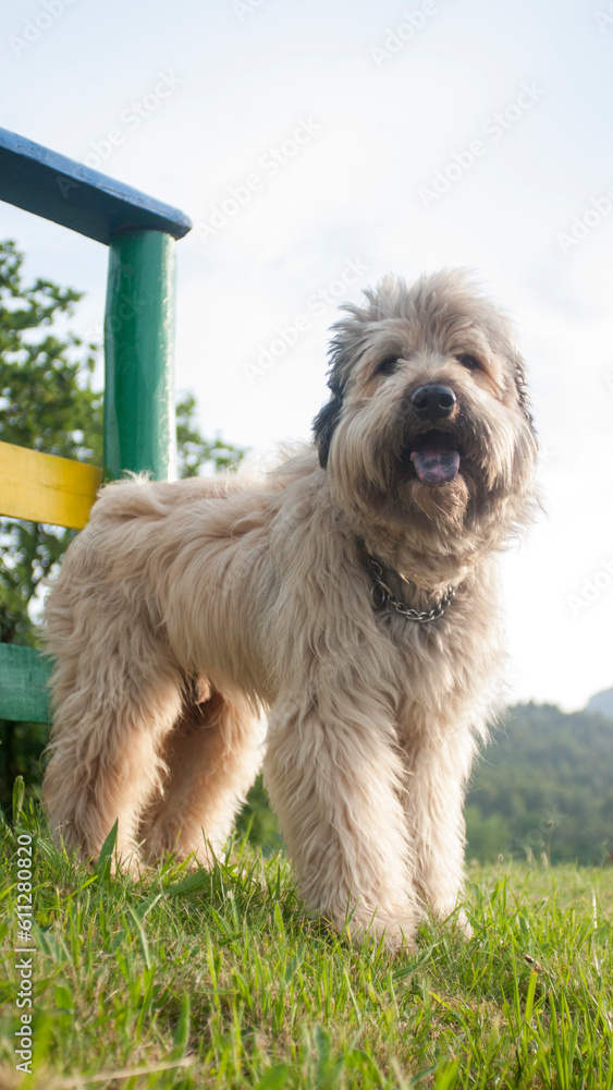 Perro peludo junto a valla de madera en parque Perro peludo junto a valla de madera en parque