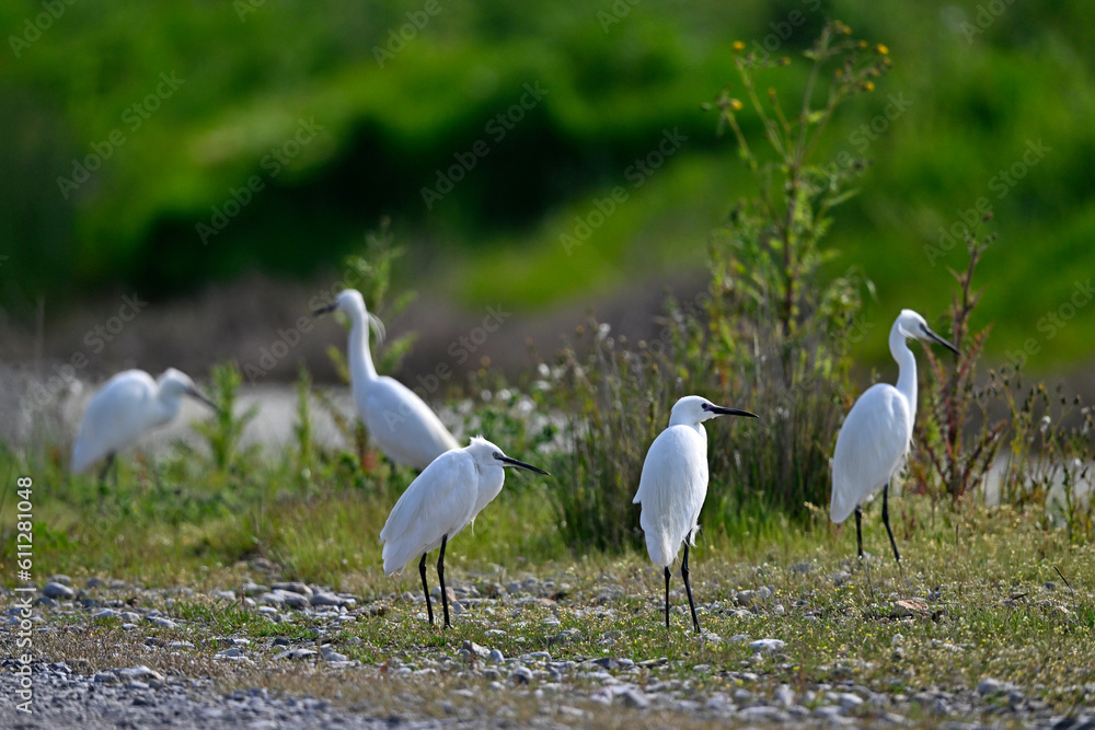 Little egrets // Seidenreiher (Egretta garzetta) - Axios Delta, Greece Little egrets // Seidenreiher (Egretta garzetta) - Axios Delta, Greece